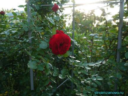 arka_dlya_rozy_gotova