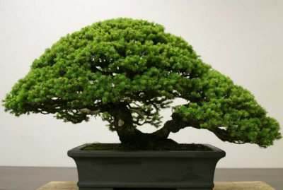 bonsai