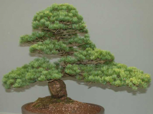 bonsai_2
