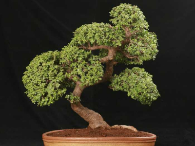 bonsai_3