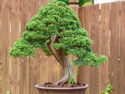 bonsai_4