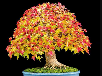 bonsai_5