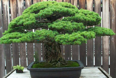 bonsai_6