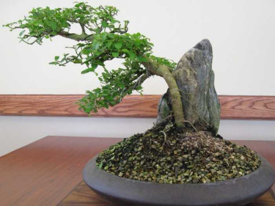 bonsai_7