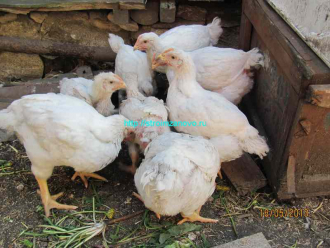 broiler_cyplyata-jpg