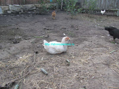 broiler_otdyhaet-jpg