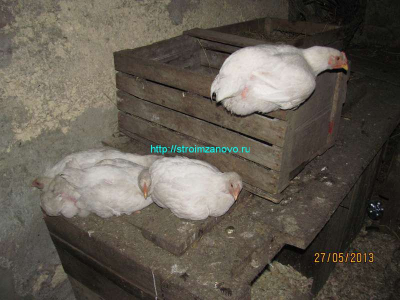 spyat_v_kuryatnike-jpg