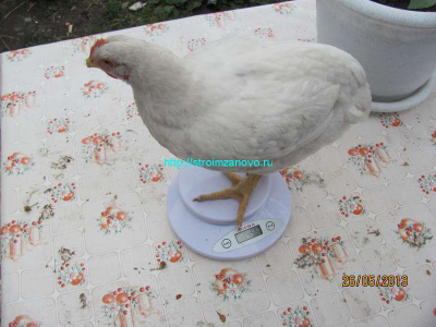 vzveshivanie_26_may-jpg
