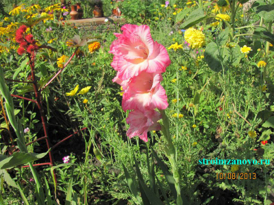 gladiolus