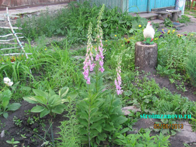 naperstyanka_2