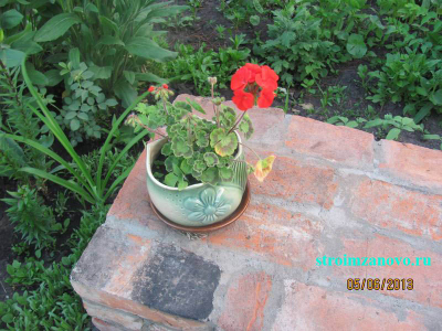 pelargoniya