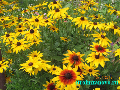 rudbekiya