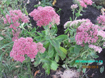 sedum