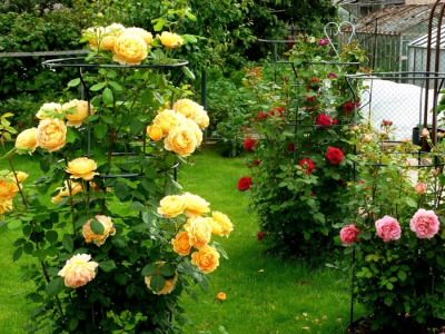 roses