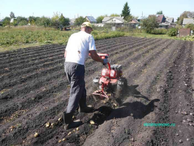 vypahivaem_kartofel