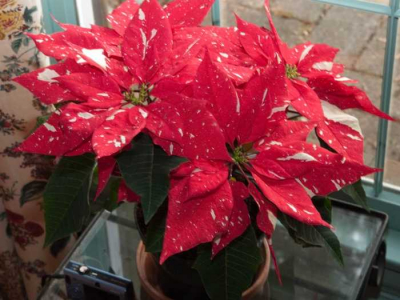 puansettia