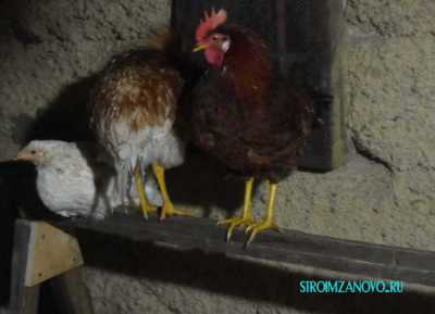 chikken