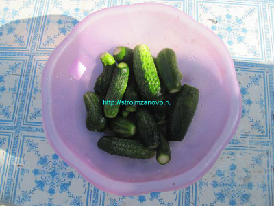 ogurzi-jpg