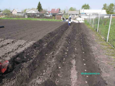 posadka_kartofelya