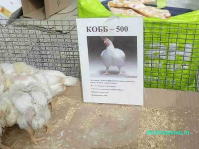 kobb