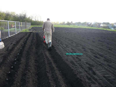 regem_borozdy