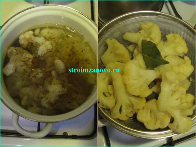 kapusta